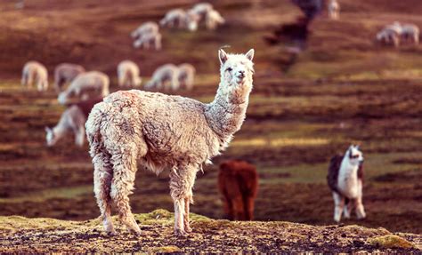 Lamas Meaning .